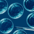 Las células madres y sus usos en medicina – parte 1